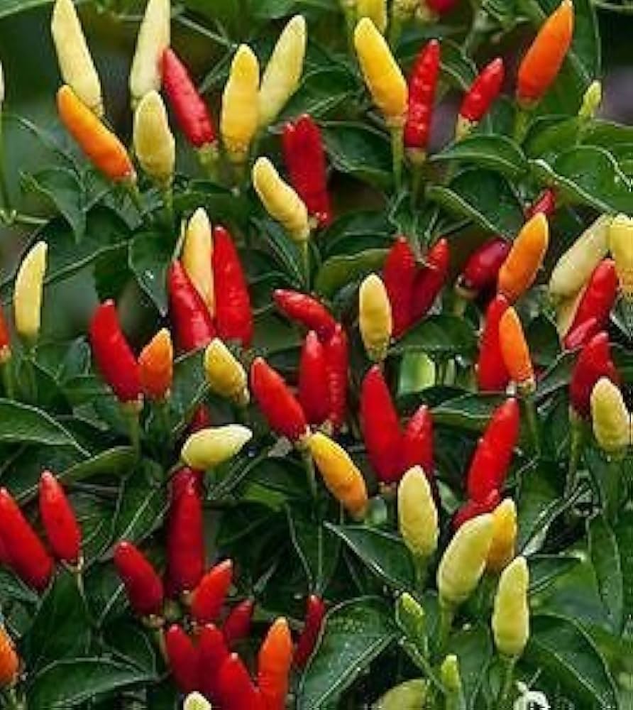 Tabasco Pepper Seeds – Hot Chili Pepper for Garden and Container Growing