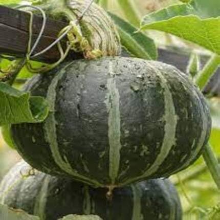 Kabocha Squash Green - Heirloom, Non - Gmo Seeds