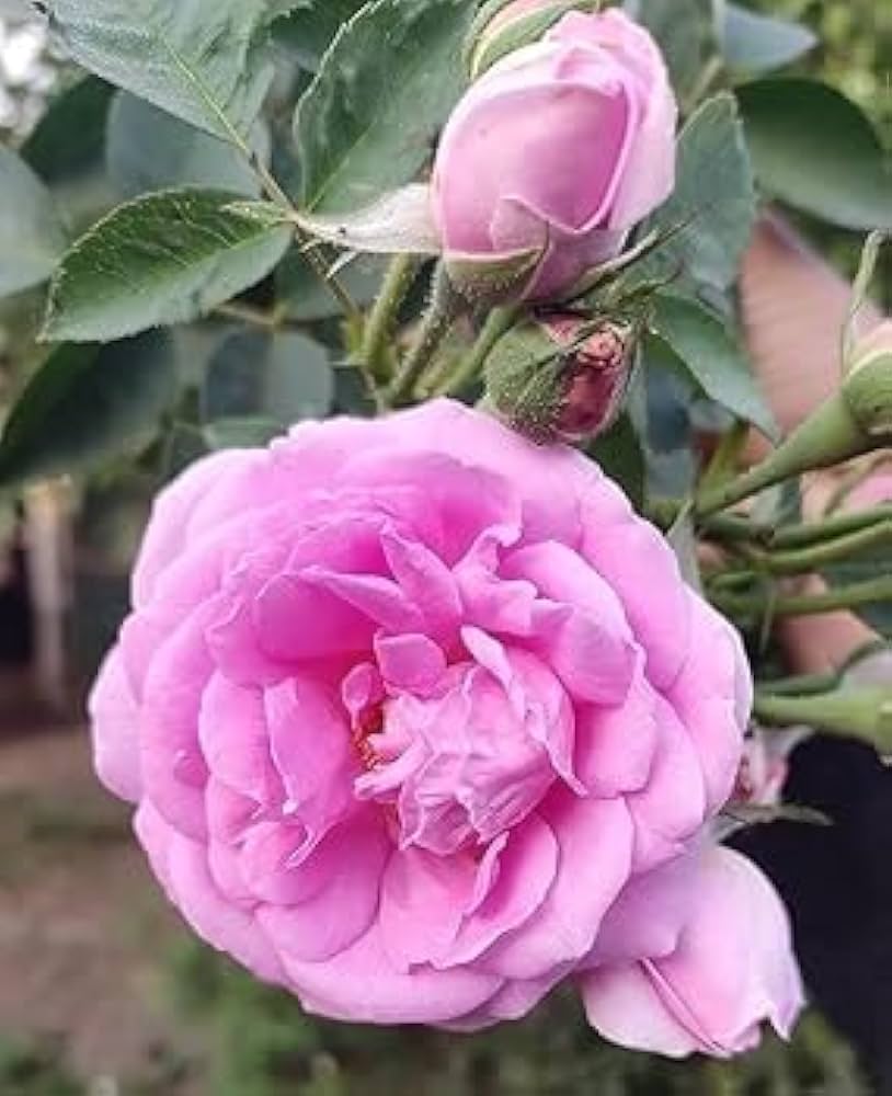 Rosa Plant Flower Seeds Pieces for Garden Decoration