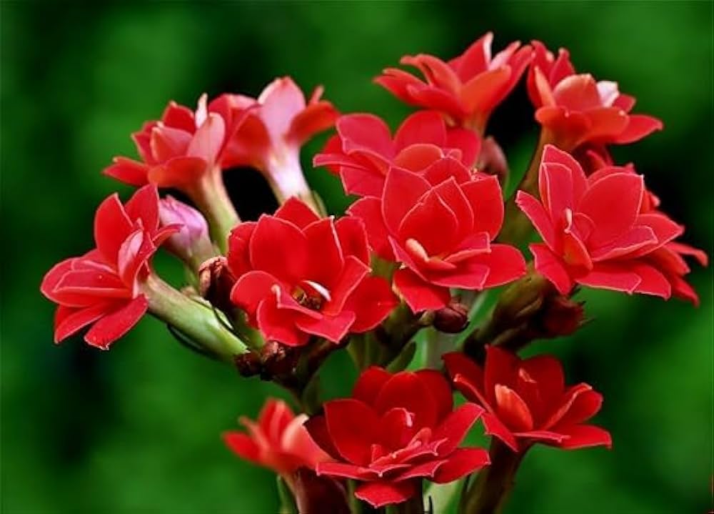Kalanchoe Flower Seeds for Colorful, Low-Maintenance Garden Plants