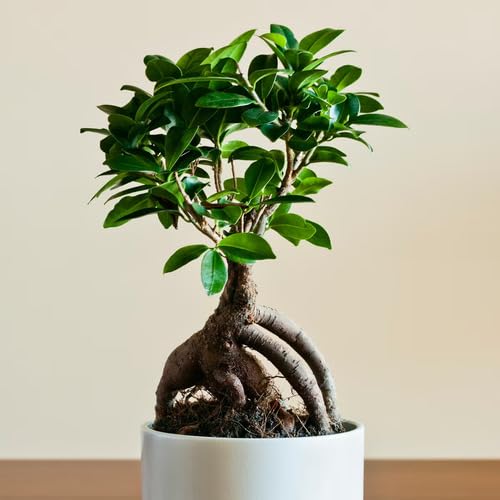 Green Ficus Bonsai - Heirloom, Non - Gmo Seeds