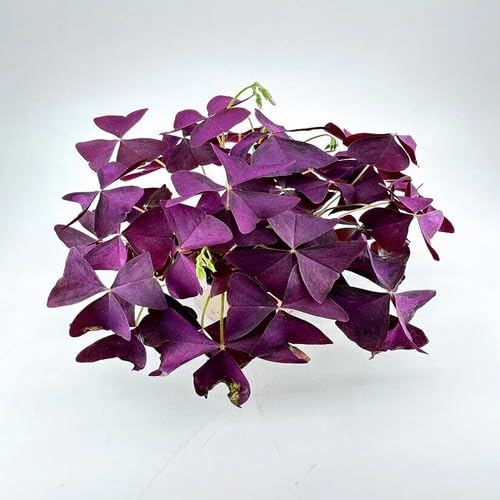 Oxalis Triangularis Purple - Heirloom, Non - Gmo Seeds