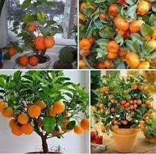 Bonsai Orange Tree Seeds for Planting - Edible & Decorative Fruit Trees