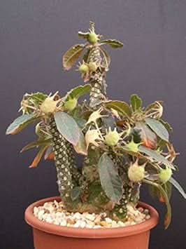 New Fresh Green Dorstenia Foetida LAV Plant Seeds - Unique, Hardy Dorstenia Plant Seeds for Your Garden