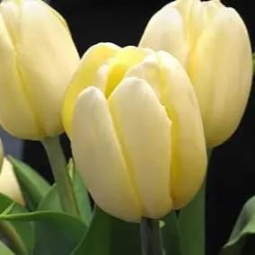 Light Yellow Flower Seeds for Planting – Non-GMO, Heirloom Quality, Vibrant Blooms Dhara Seeds