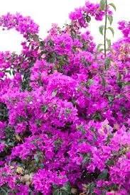 Bougainvillea Spectabilis Flower Seeds for Planting - Heirloom and Non-GMO Garden Seeds Dhara Seeds