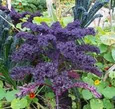 Kale Seeds for Planting, Violet