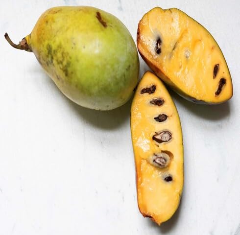 Yellow Paw Fruit - Heirloom, Non - Gmo Seeds