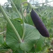 Pea Pisum sativum seeds for garden planting