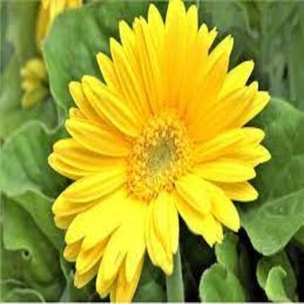 Daisy Gerbera Flower Yellow - Heirloom, Non - Gmo Seeds
