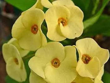 Crown of Thorn Flower Seeds for Planting NON GMO Seeds Dhara Seeds