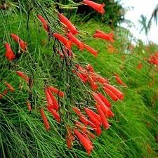Firecracker Flower Seeds for Planting - 100 pcs