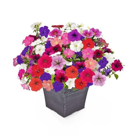 Mixed Petunia Flower - Heirloom, Non - Gmo Seeds