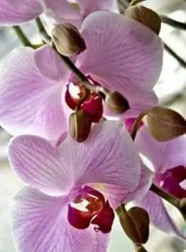 White Violet Phalaenopsis Orchid Planting Seeds for Garden NON GMO Seeds Dhara Seeds