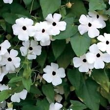 White Thunbergia Flower Seeds – Heirloom Non-GMO Seeds for Climbing and Decorative Garden Planting seeds for planting in home garden