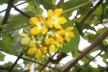 non-gmo-heirloom-telosma-cordata-vine-seeds

