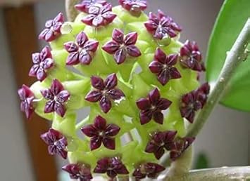 Heirloom Green Maroon Hoya Flower Seeds for Planting – Non-GMO, Rare Fragrant Blooms