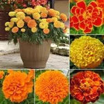 Marigold Flower Seeds for Garden Planting - NON GMO Seeeds Dhara Seeds