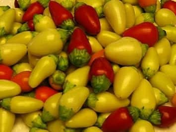 Cascabella Hot Pepper Seeds for Planting