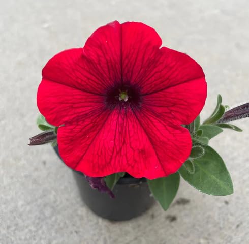 Red Petunia Flower - Heirloom, Non - Gmo Seeds