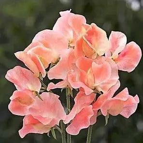 Heirloom Peach Sweet Pea Flower Seeds – Non-GMO Fragrant Climbing Blooms for Garden Planting Dhara Seeds