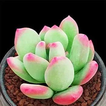 Lithops Succulent Plant Seeds for Planting - NON GMO Seeds Dhara Seeds