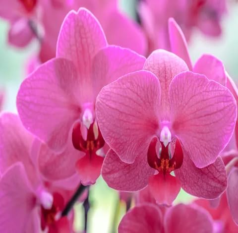 Pink Orchid Flower - Heirloom, Non - Gmo Seeds