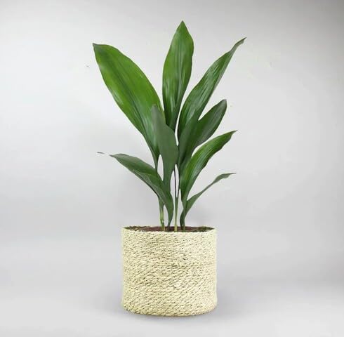 Green Aspidistra - Heirloom, Non - Gmo Seeds