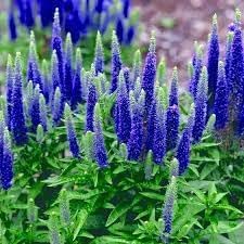 Veronica Spicata Flower Seeds for Planting, NON GMO Seeds