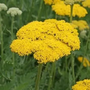 Yarrow Flower Seeds for Garden - NON GMO Seeds Dhara Seeds