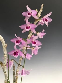 Pink Red Dendrobium Flower Seeds – Heirloom Non-GMO Orchid Seeds for Elegant Garden Planting