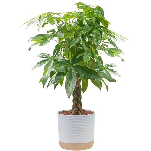 Green Pachira - Heirloom, Non - Gmo Seeds