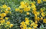 Yellow Cassia Tora Flower Seeds for Planting - NON GMO Seeds Dhara Seeds