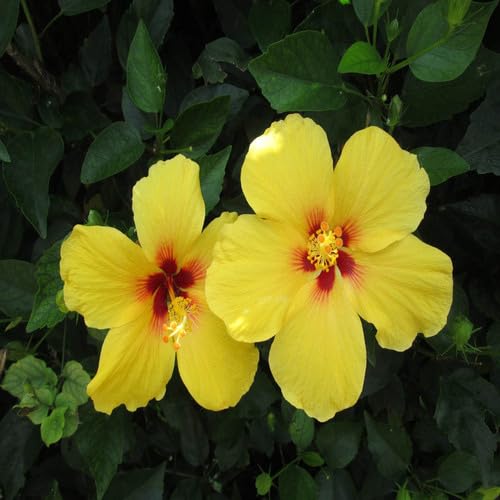 Yellow Hibiscus Flower