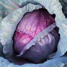 Red Acre Cabbage Seeds for Planting heirloom & Non-GMO Seeds