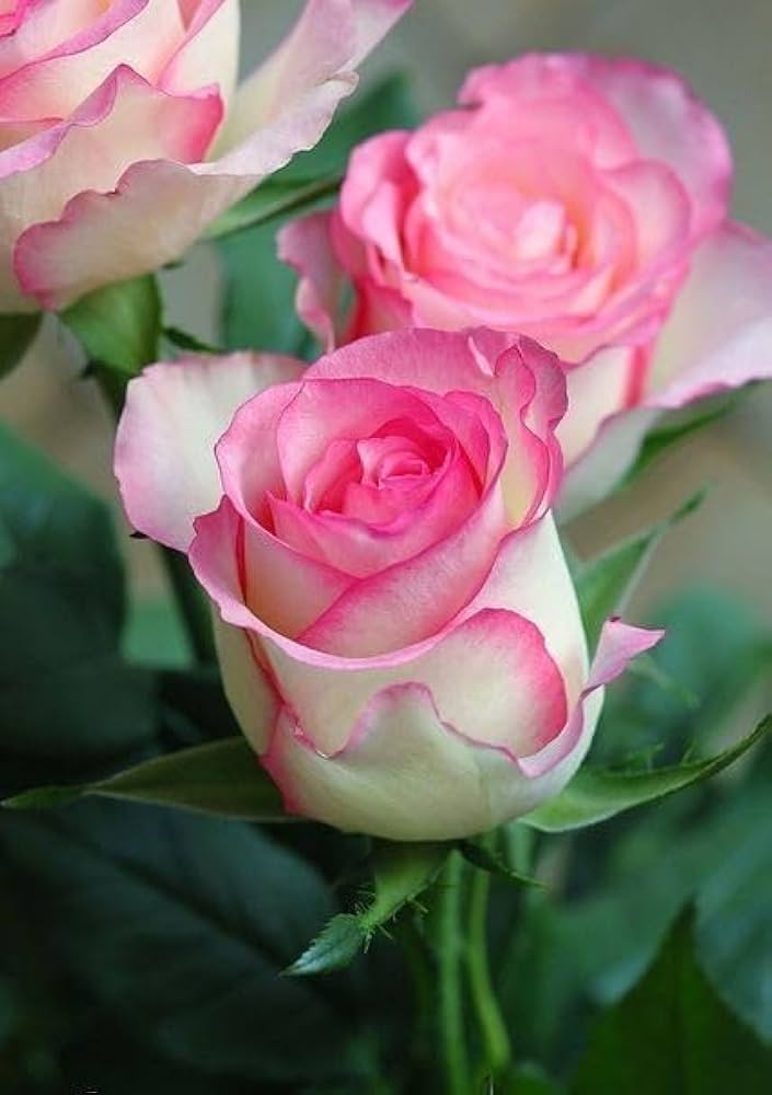 Pink Rose Rugosa Seeds – Hardy, Fragrant Pink Roses for Beautiful, Aromatic Garden Borders