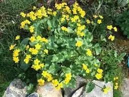 Caltha Palustris Flower Seeds for Planting - NON GMO Seeds Dhara Seeds