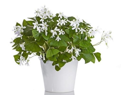 Green Shamrock - Heirloom, Non - Gmo Seeds