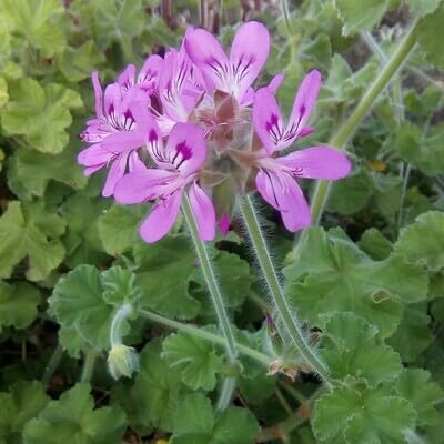 Capitatum Flower