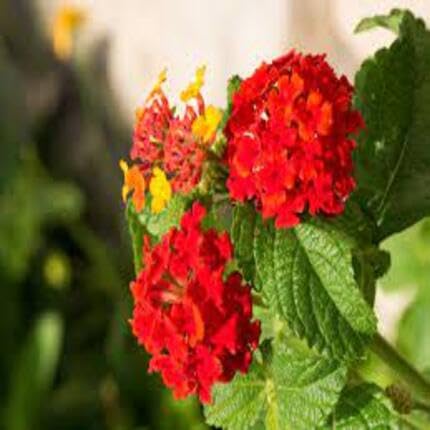 Lantana Flower Red - Heirloom, Non - Gmo Seeds