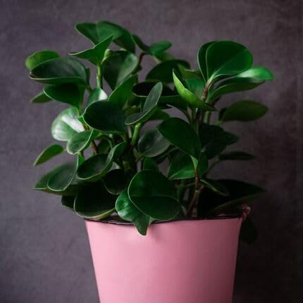 Peperomia Green - Heirloom, Non - Gmo Seeds