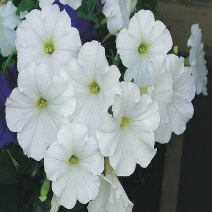 Petunia Flower White