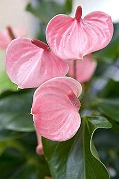 Pink Anthurium Flower Heirloom Non Gmo Image