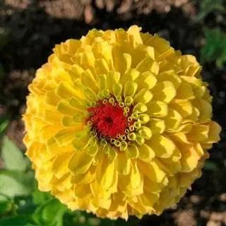 Yellow Red Zinnia Flower Seeds for Planting – Vibrant Blooms, Non-GMO, Heirloom Seeds, Beautiful Blooms Dhara Seeds