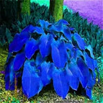 Caladium Leaf Plant Seeds for Planting - NON GMO Seeds Dhara Seeds