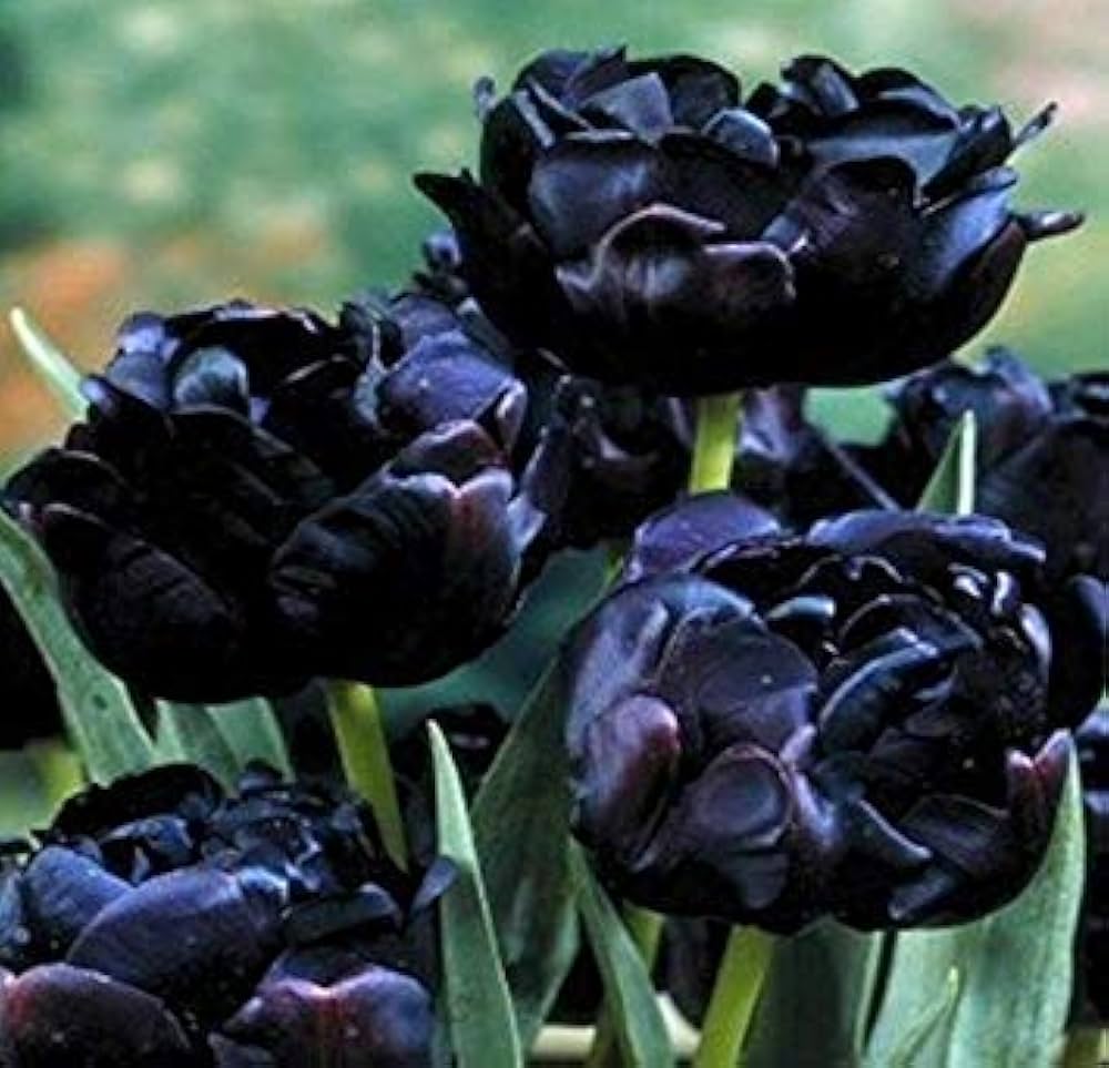 Tulip Flower Seeds ( , Rare, Garden Bonsai Plants)