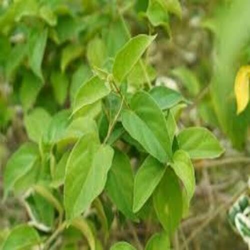 Green Gymnema - Heirloom, Non - Gmo Seeds