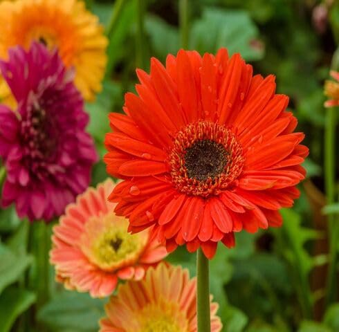 Red Gerbera Flower - Heirloom, Non - Gmo Seeds