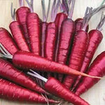 vibrant purple-skinned carrots with tapered shape in garden bed

