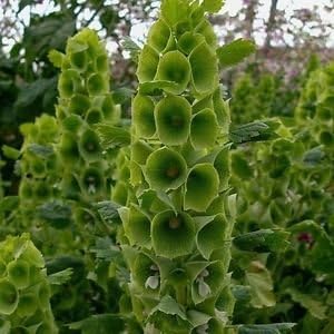 Green Moluccela Laevis Heirloom Non Gmo Image